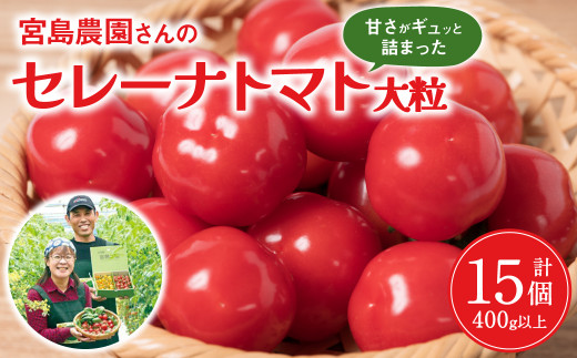 セレーナトマト 大粒 15個 400g以上 八代市産  宮島農園【2023年11月下旬より順次発送】