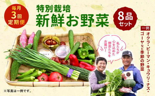 【3回定期便】特別栽培季節のお野菜セット 8品