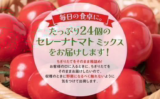 たっぷり24個のセレーナトマトミックスをお届けします。