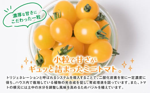 【先行予約】ミニトマト (黄色) 1.2kg 八代市産 宮島農園 【2023年11月上旬より順次発送】
