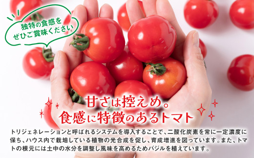セレーナトマト 大粒 15個 400g以上 八代市産  宮島農園【2023年11月下旬より順次発送】