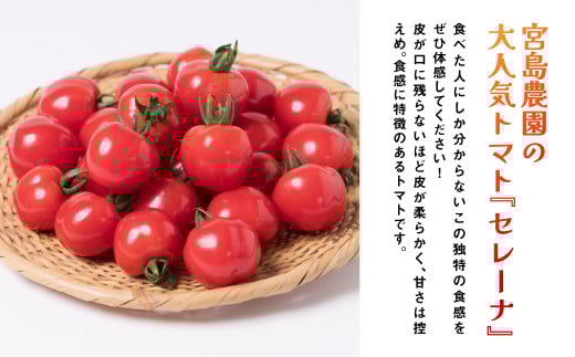 宮島農園の大人気トマト『セレーナ』です。