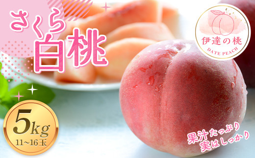 福島の桃 さくら 白桃5kg（11～16玉） 【あかい果樹園】 先行予約 フルーツ 果物 もも モモ momo F20C-913