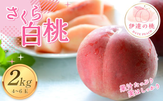 福島の桃 さくら白桃2kg（4～6玉） 【あかい果樹園】 先行予約 フルーツ 果物 もも モモ momo F20C-911