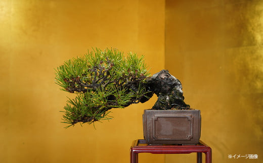 黒松盆栽（中型サイズ）　【11100-0073】 703572 - 埼玉県さいたま市