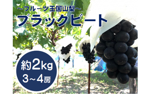 【先行予約2024年発送】希少品種「ブラックビート」3～4房（約2kg）種なし 種無し 黒葡萄 ぶどう ブドウ 葡萄 フルーツ 果物 山梨 やまなし 富士川町