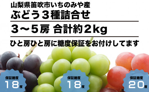 フルーツソムリエがセレクトした3種類のブドウを糖度保証をお付けしてお届けします。