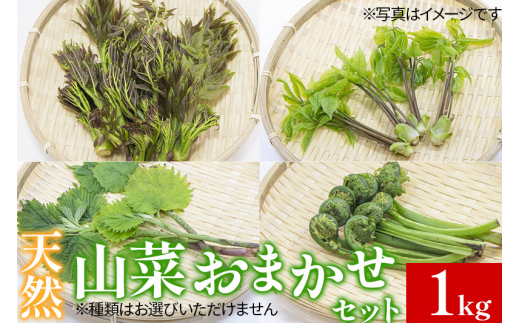 天然山菜おまかせセット1kg 1312102 - 秋田県由利本荘市