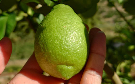 ユーレカ レモン 約2kg 【清水果樹園】【2024年9月下旬から11月下旬発送予定】