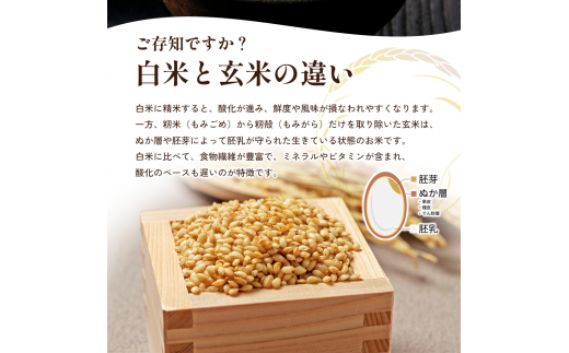 №4631-2585]令和6年産 新米「コシヒカリ」10kg（玄米） - 香川県