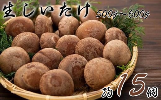 生椎茸（約500～600g、15個程度） 478691 - 千葉県銚子市