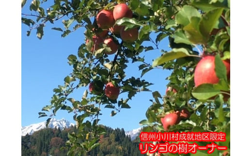 802*信州小川村成就地区限定リンゴの樹オーナー
