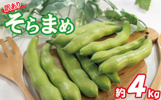 【期間限定】 訳あり そら豆 約4kg ( 訳あり 野菜 ソラマメ そらまめ 旬の野菜 松山 愛媛県 ) 1333145 - 愛媛県松山市