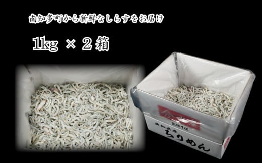 愛知県南知多町のふるさと納税 しらす 2kg ( 1kg × 2箱 ) 訳あり 冷凍 ちりめん かちり しらす干し 減塩 釜揚げ ごはん 丼 パスタ チャーハン サラダ 魚 料理 愛知県 南知多町 師崎