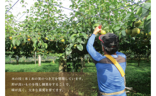 栃木県益子町のふるさと納税 DB005　【先行予約】仁平果樹園の梨(にっこり)