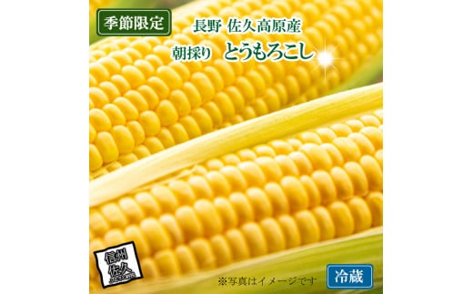 信州産とうもろこし 10本（2025年8月1日～9月10日出荷／北海道・沖縄・離島は配送不可）長野県 旬彩 野菜 コーン【ＪＡ佐久浅間　浅間山　八ヶ岳　千曲川　肥沃な大地　良質な農業生産 長野県 佐久市 】