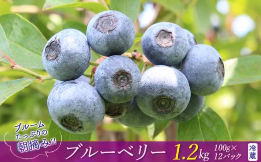 ブルームたっぷり!朝摘みブルーベリー1.2kg(冷蔵)【8月~9月上旬発送分】 1315768 - 千葉県富津市