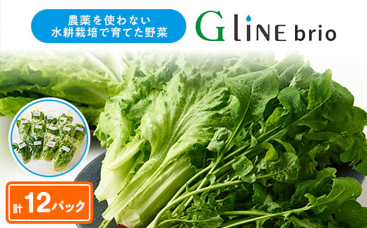 G Line brio レタス12パックセット【1121143】 1300380 - 兵庫県太子町