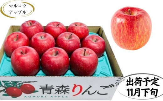 【11月下旬発送】 特A 濃厚サンふじ約3kg　糖度13度以上【青森りんご・マルコウアップル】