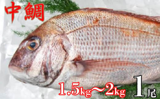 中鯛（1.5kg～2kg）一尾 478823 - 千葉県銚子市