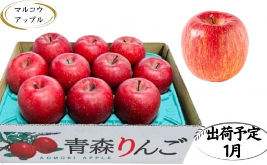 【1月発送】特A 濃厚サンふじ約3kg 糖度13度以上【青森りんご・マルコウアップル】