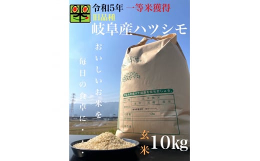 令和6年産　岐阜ハツシモ(旧品種)　10kg　玄米【1460330】 1318855 - 岐阜県養老町