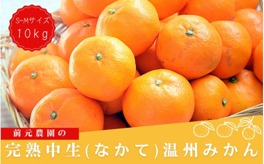 S-Mサイズおまかせ 前元農園の完熟中生(なかて)温州みかん 10kg【1月初旬～下旬に順次発送】 /  フルーツ  中生 なかて 温州 みかん 蜜柑 三重県  高品質 みえ アルギット