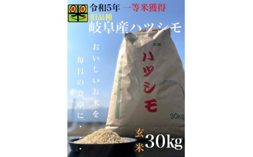 令和6年産　岐阜ハツシモ(旧品種)　30kg 玄米【1460335】 1318857 - 岐阜県養老町