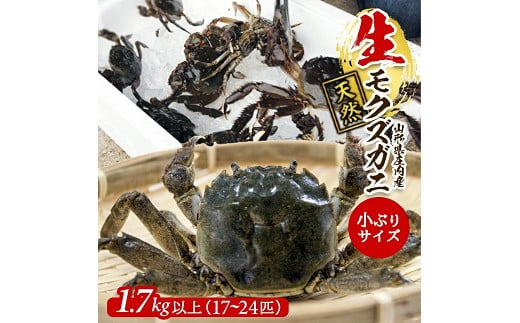 973　春の生・天然モクズガニ 1.7kg以上 小ぶりサイズ17～24匹 1745783 - 山形県遊佐町