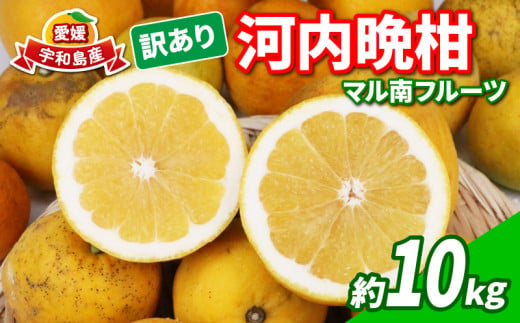 訳あり 河内晩柑 10kg マル南フルーツ 宇和ゴールド 夏文旦 晩柑 かわちばんかん 和製 グレープフルーツ 果物 くだもの 愛媛みかん 愛媛ミカン 愛媛蜜柑 愛媛県産 訳アリ 訳あり品 訳有り わけあり フルーツ 柑橘 みかん 数量限定 産地直送 国産 愛媛 宇和島 B010-106025 1328275 - 愛媛県宇和島市