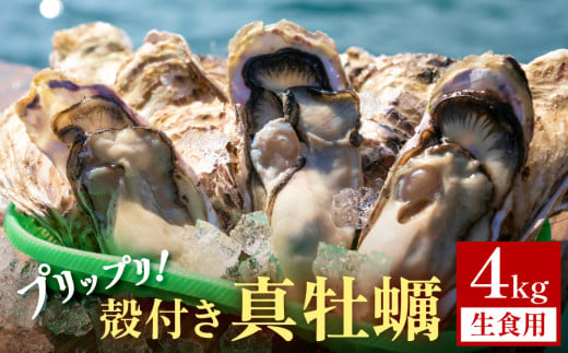 殻付き 真牡蠣 4kg【生食可】 牡蠣 カキ 生食 プリプリ 石巻雄勝湾 1315741 - 宮城県石巻市