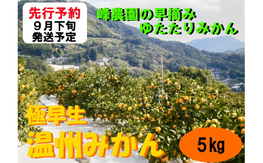 M-94　峰農園の早摘みゆたたりみかん 5kg 1318116 - 佐賀県太良町
