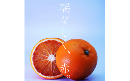 イタリア生まれの芸術柑橘!　ブラッドオレンジ5.5kg＜C56-34＞【1383241】 1318469 - 愛媛県八幡浜市