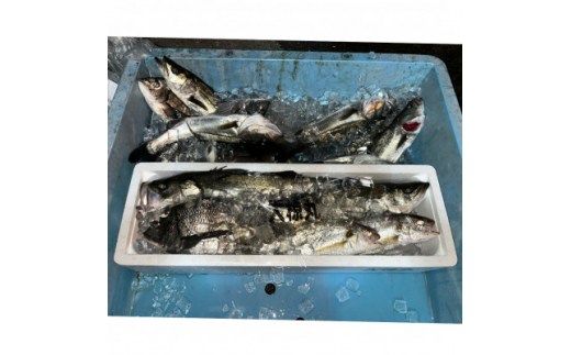 ＜冷蔵＞朝どれ大阪湾で獲れた旬の鮮魚セット　約4kg【1492492】