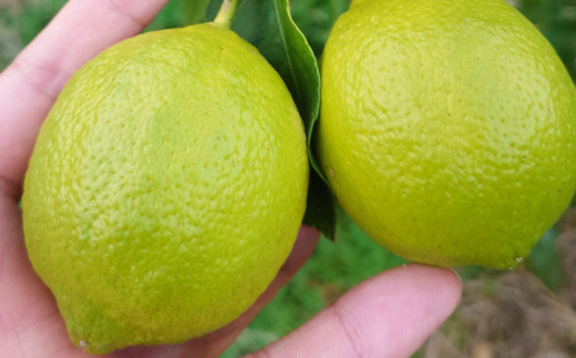 ユーレカ レモン 約5kg 【清水果樹園】