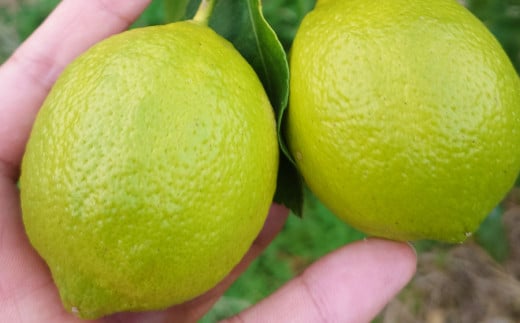 ユーレカ レモン 約2kg 【清水果樹園】
