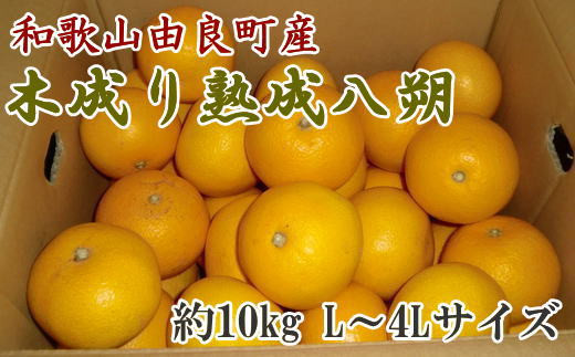 【産直】和歌山由良町産の木成り熟成八朔約10kg（L～4Lサイズをお届け）★2026年3月中旬～2026年4月中旬頃順次発送【tec876B】 1524849 - 和歌山県すさみ町