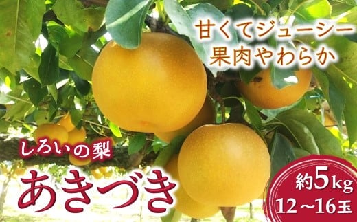 梨 あきづき 5kg 12～16玉 千葉県 白井市 しろいの梨 予約受付