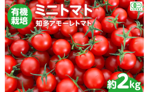 有機栽培ミニトマト　知多アモーレトマト　約2kg ／ とまと 野菜 高糖度 愛知県 特産品 1013502 - 愛知県知多市