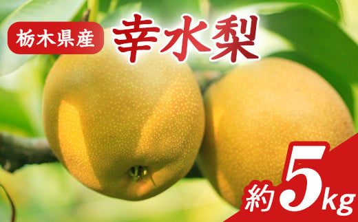N01 梨 なし 幸水 5kg フルーツ 先行予約 2024年 8月 上旬頃 栃木県