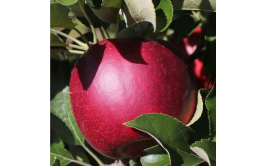 真紅のりんご（秋映）約3kg 秀品＜9月下旬から順次発送予定＞ 1329134 - 長野県高森町