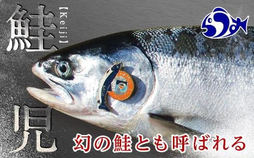 知床羅臼産 幻の鮭児 1.7kg 生産者 支援 応援