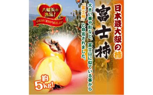 2024年11月発送開始　日本最大級の柿「富士柿」約5キロ ＜C39-15＞【1236930】
