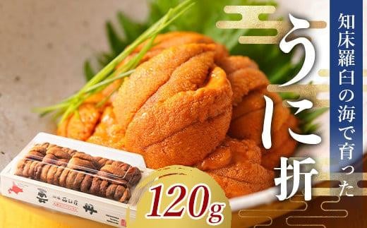 【先行/2026年1月より発送】知床羅臼町産 折ウニ 中 120g×1 北海道知床羅臼産 天然 エゾバフンうに 雲丹 おかず ご飯のお供 1478988 - 北海道羅臼町