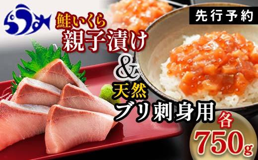 【2024年11月発送】【先行予約】親子漬け・ぶり刺身セット1.5kg（各250g×3）小分け いくら イクラ 秋鮭 さけ サケ 醤油漬け しょうゆ漬け ブリ 鰤 北海道 国産 羅臼 海鮮 魚介 ご飯のお供 生産者 支援 応援 1444091 - 北海道羅臼町