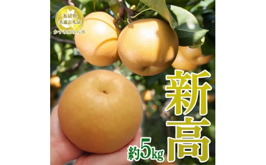 【先行予約限定】 茨城県産【新高梨】約5kg【茨城県共通返礼品　かすみがうら市産】※2024年9月上旬～10月上旬頃に順次発送予定 ※離島への配送不可 1329363 - 茨城県土浦市