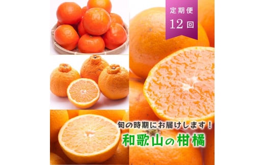 【 毎月発送 全12回 】 柑橘定期便B【IKE10】 1330806 - 和歌山県九度山町