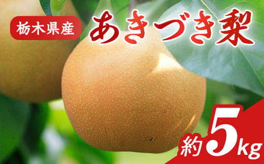 N09 梨 なし あきづき 5kg フルーツ 先行予約 2024年 9月 中旬頃 栃木県
