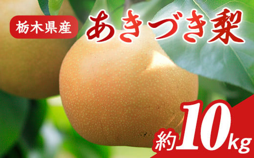 N10 梨 なし あきづき 10kg フルーツ 先行予約 2024年 9月 中旬頃 栃木県