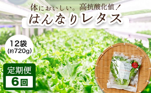 【 定期便 】 みらい乃野菜 はんなりレタス 12袋 720g 6回 60,000円